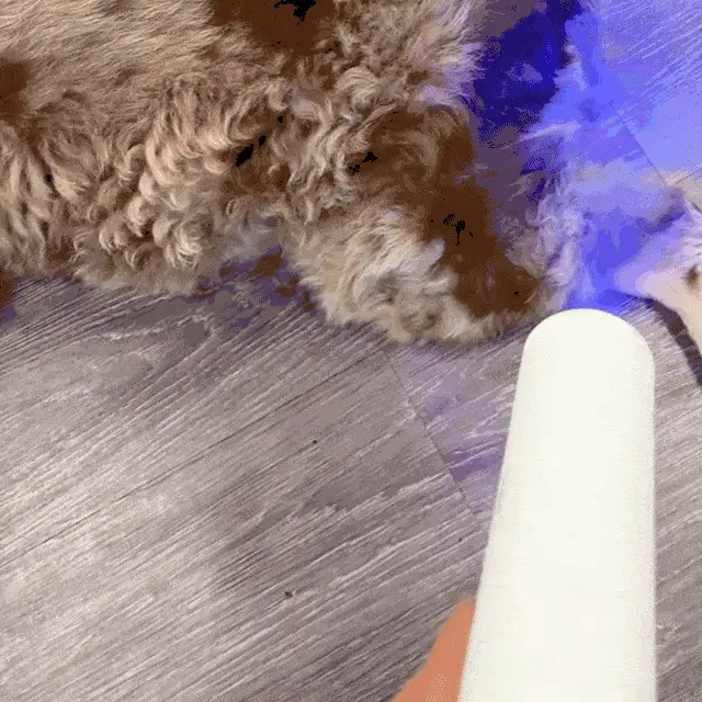 NovaPaw pet-safe formula